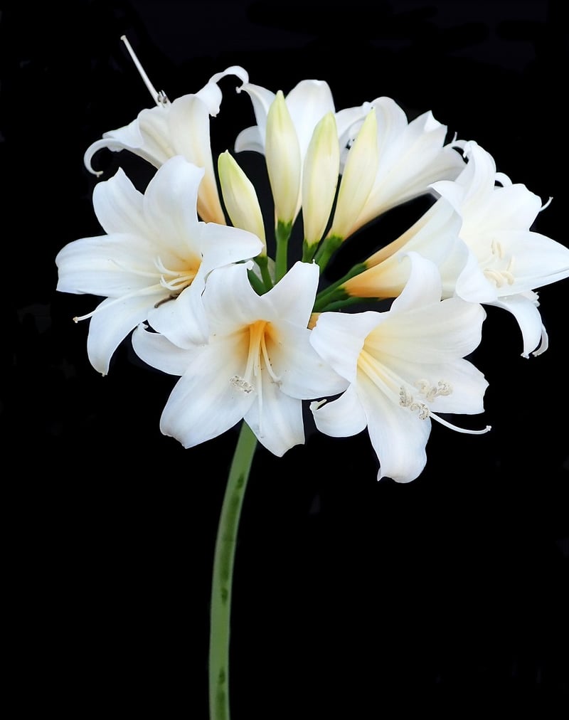 Belladonna