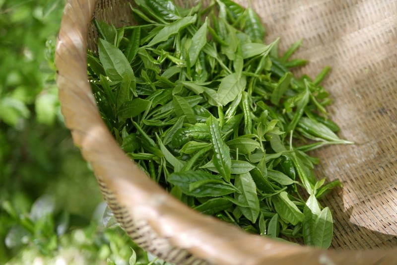 Mystical Herbs